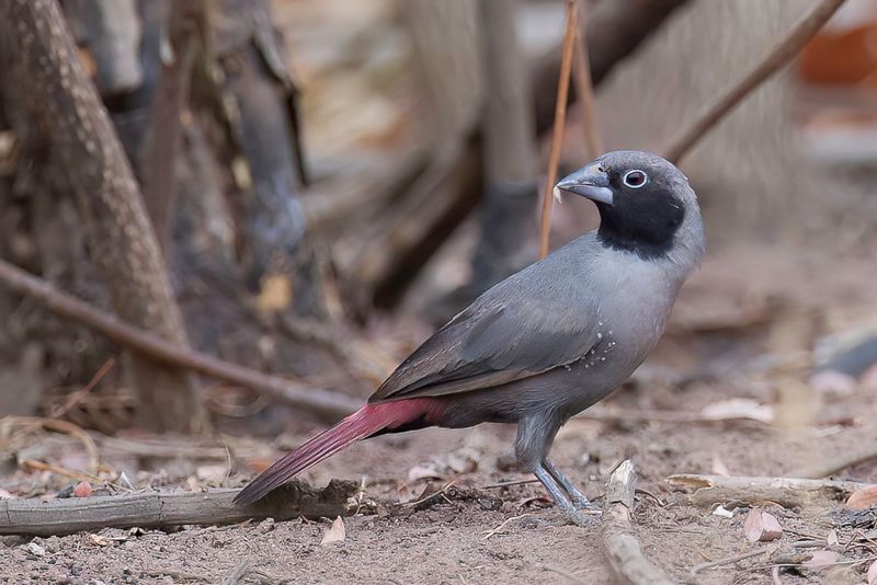 Birds of Burkina Faso 2018