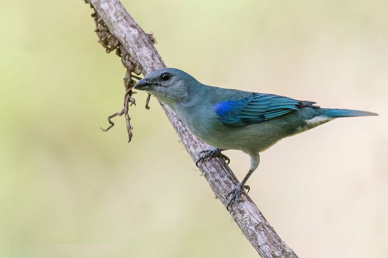 Birds of Brazil 2018