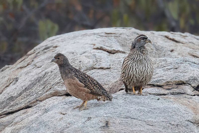 Hartlaubs Spurfowl - Hartlaubs Frankolijn - Francolin de Hartlaub