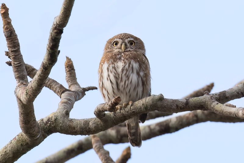 Pearl-spotted Owlet - Geparelde Dwerguil - Chevchette perle