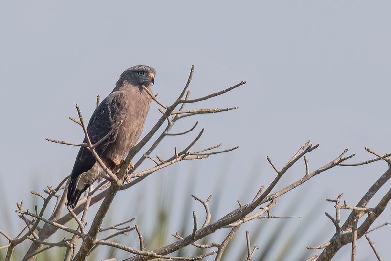 Western Banded Snake Eagle - Kleine Grijze Slangenarend - Circate cendr