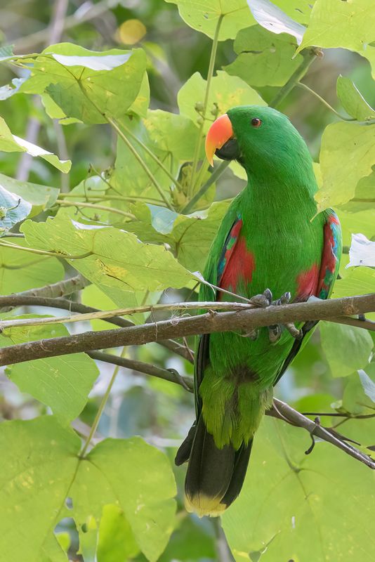 Papuan Eclectus - Papoea-edelpapegaai - clectus papou (m)