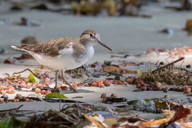 Common Sandpiper - Oeverloper - Chevalier guignette