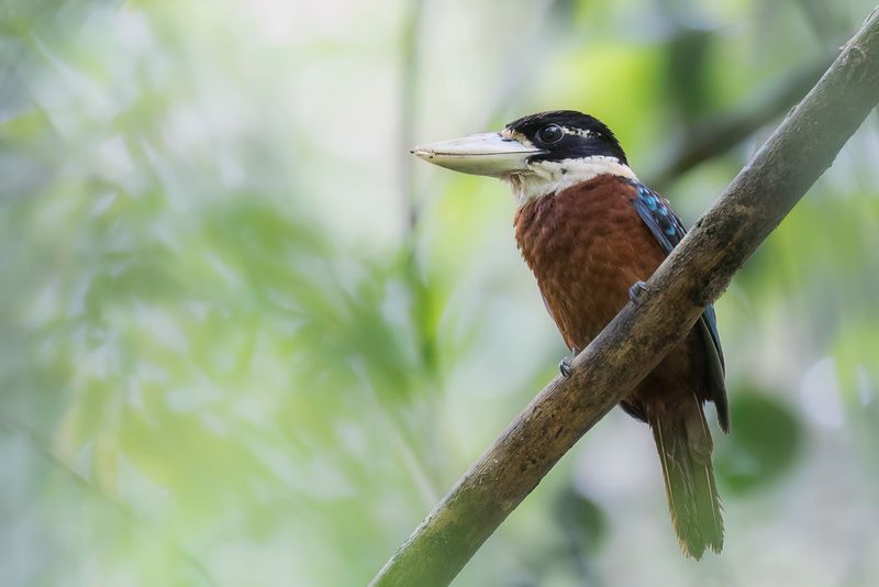 Rufous-bellied Kookaburra - Roodbuikkookaburra - Martin-chasseur de Gaudichaud