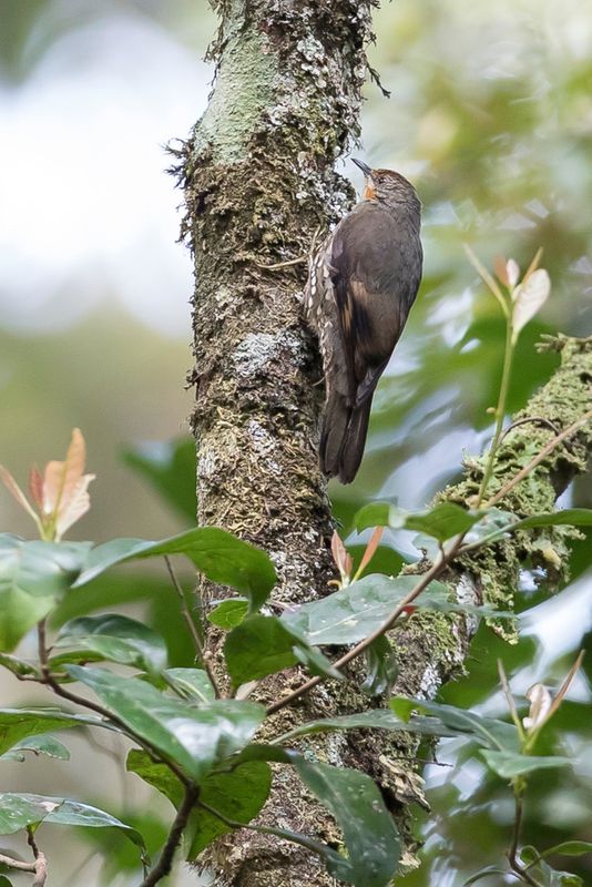 Papuan Treecreeper - Papoeakruiper - chelet papou