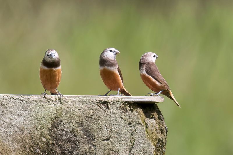 Grey-banded Mannikin - Arfaknon - Capucin des Arfak