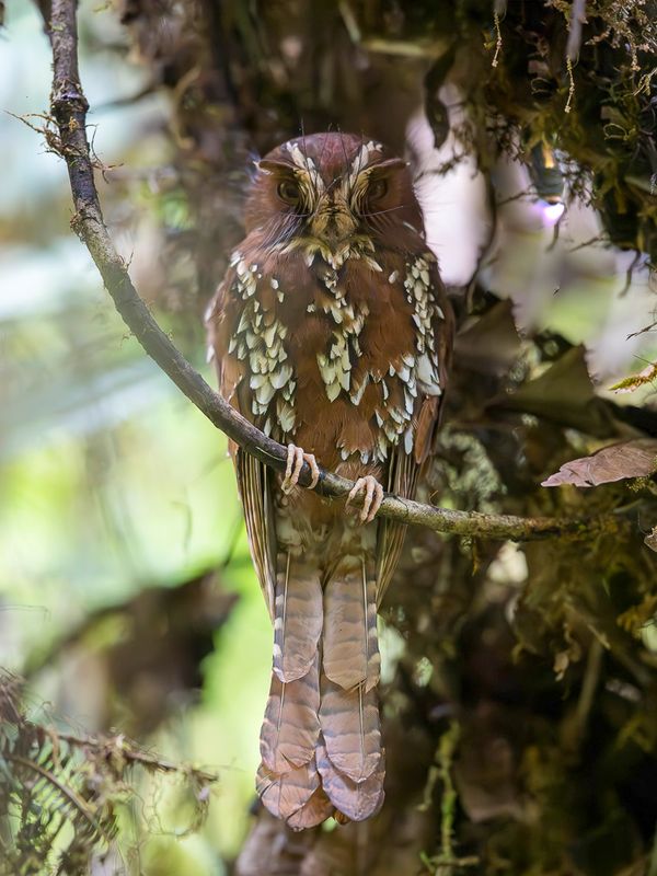 Feline Owlet-nightjar - Rosse Dwergnachtzwaluw - Grand gothle
