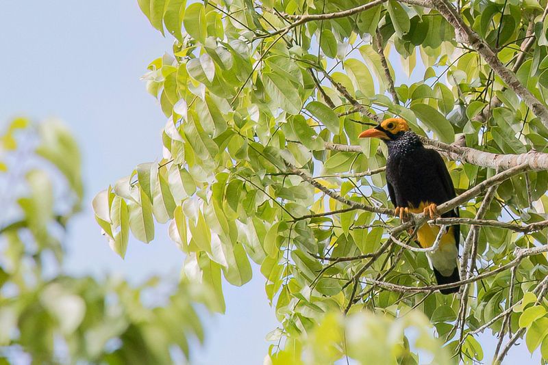 Yellow-faced Myna - Papoeamaina - Mino de Dumont