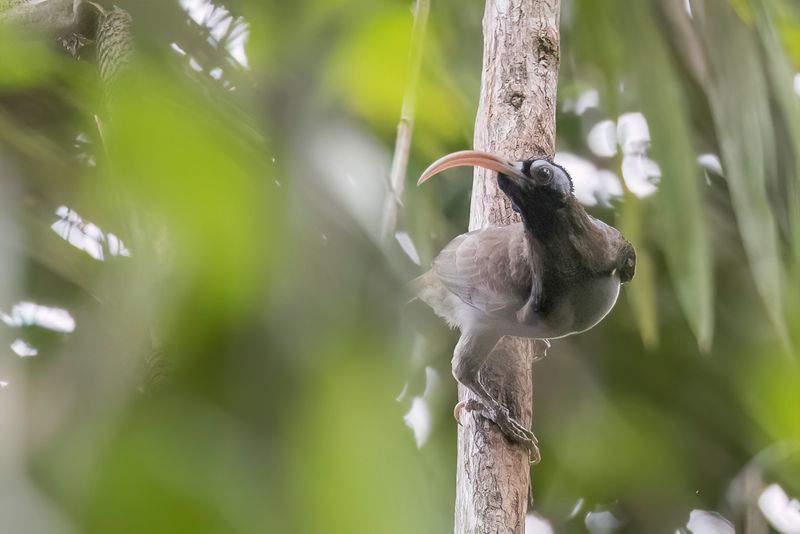 Pale-billed Sicklebill - Bruijns Sikkelsnavel - Paradisier  bec blanc