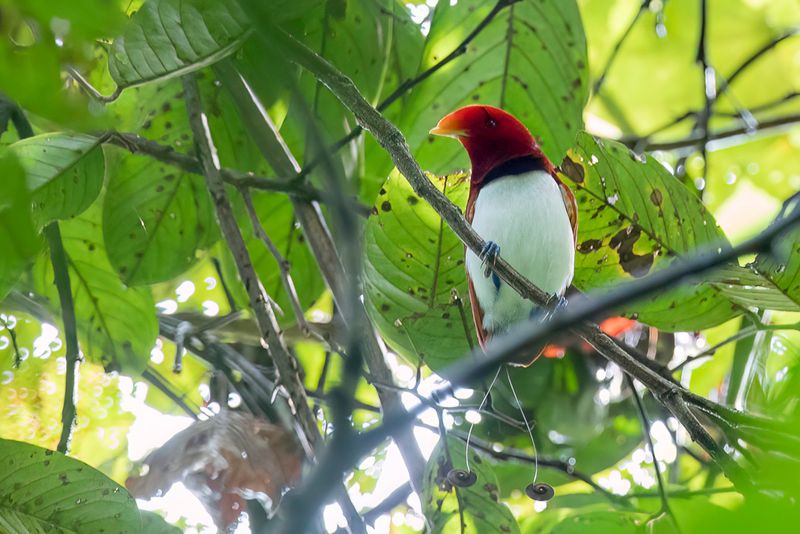 Birds of Paradise