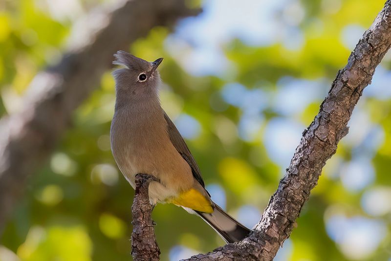 Grey Silky Flycatcher - Grijze Zijdevliegenvanger - Ptilogon cendr