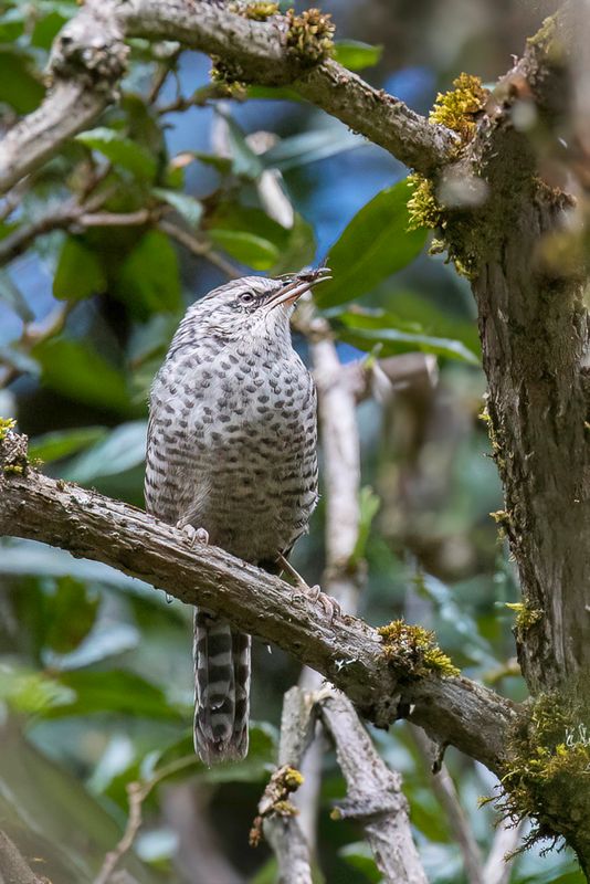 Grey-barred Wren - Grijsbandwinterkoning - Troglodyte zbr