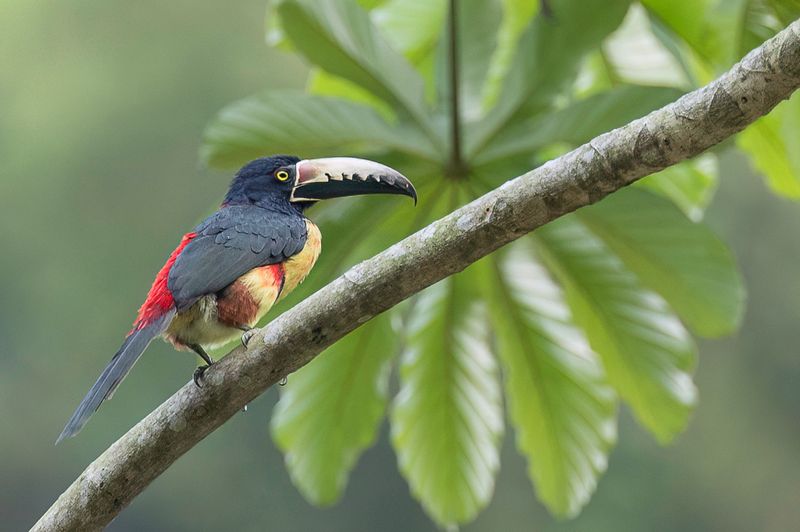Collared Aracari - Halsbandarassari - Araari  collier