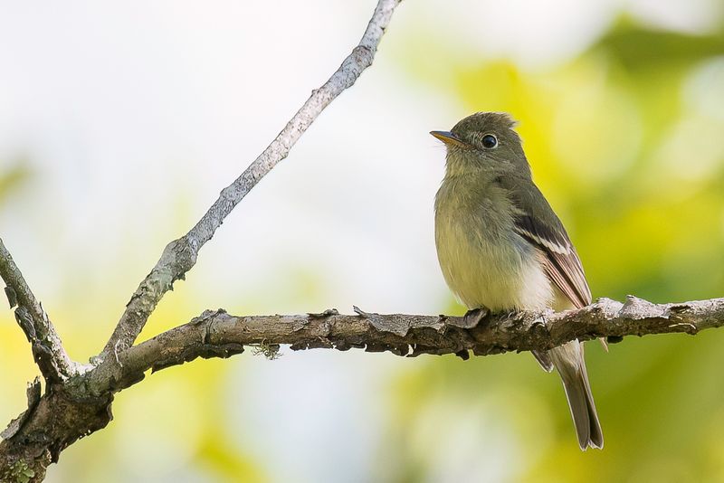 Acadian Flycatcher - Beukenfeetiran - Moucherolle vert