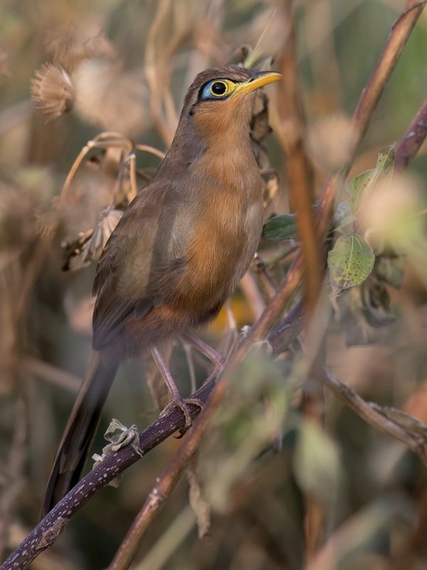 Lesser Ground Cuckoo - Lijsterkoekoek - Gocoucou de Lesson