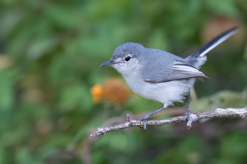 White-lored Gnatcatcher - Witteugelmuggenvanger - Gobemoucheron  face blanche (f)