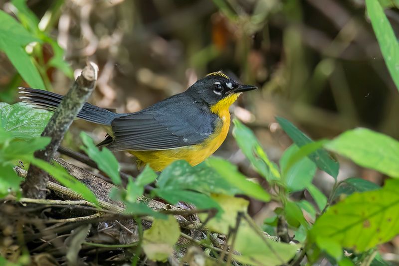 Fan-tailed Warbler - Waaierzanger - Paruline des rochers