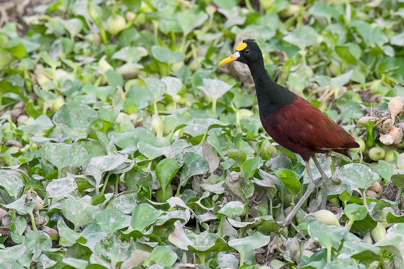 Northern Jacana - Jacana - Jacana du Mexique