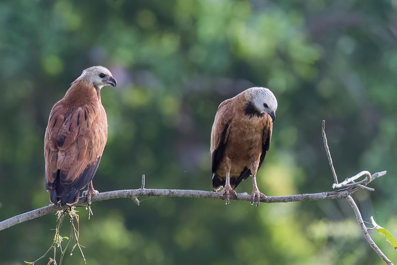 Black-collared Hawk - Moerasbuizerd - Buse  tte blanche