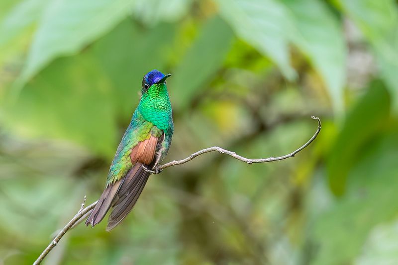 Oaxaca Hummingbird - Oaxacakolibrie - Colibri dOaxaca (m)