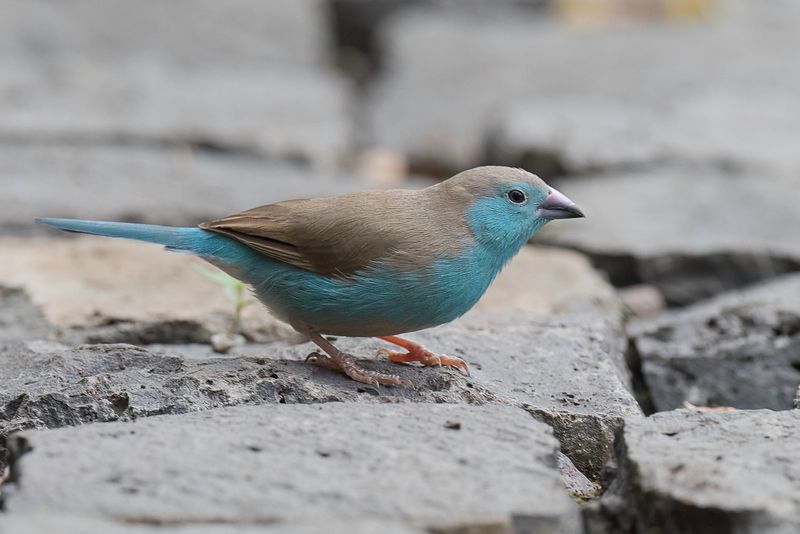Blue Waxbill - Angolees Blauwfazantje - Cordonbleu dAngola