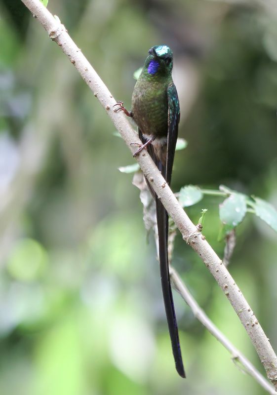 Long-tailed Sylph - Langstaartnimf - Sylphe  queue dazur (m)