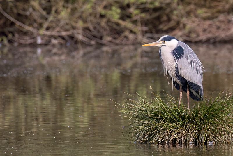 Grey Heron - Blauwe Reiger - Hron cendr