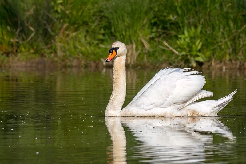 Mute Swan - Knobbelzwaan - Cygne tubercul