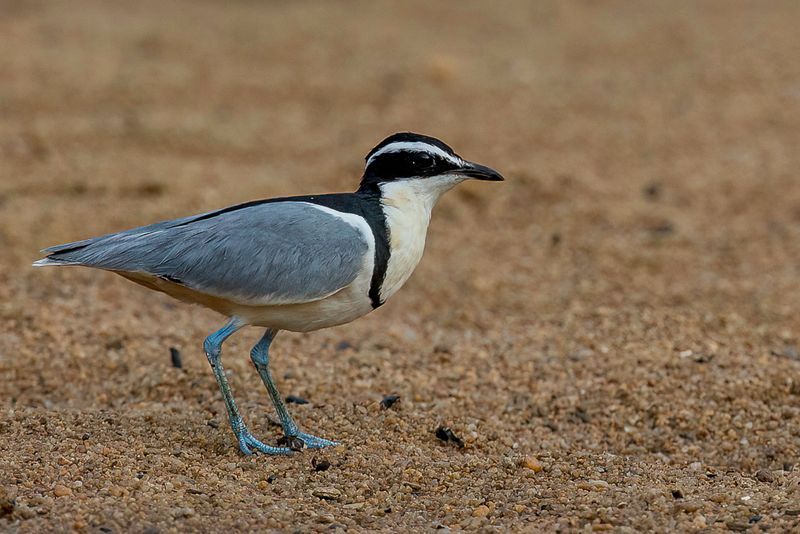 Egyptian Plover - Krokodilwachter - Pluvian fluviatile