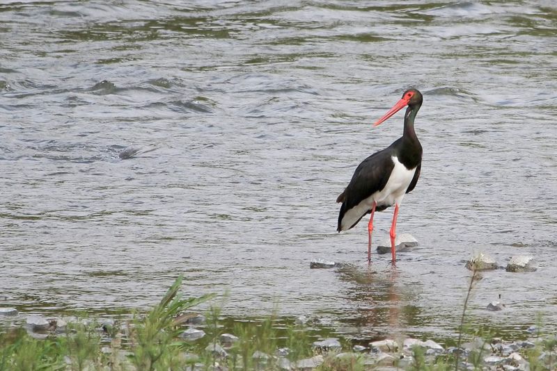 Birds of Bulgaria 2011