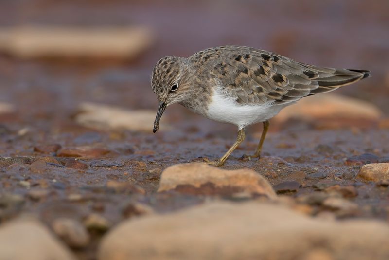 Temmincks Stint - Temmincks Strandloper - Bcasseau de Temminck