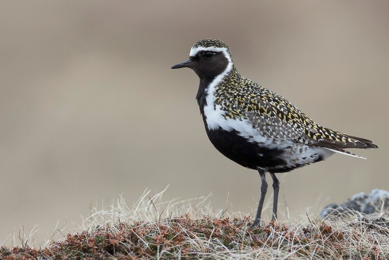 European Golden Plover - Goudplevier - Pluvier dor (m)