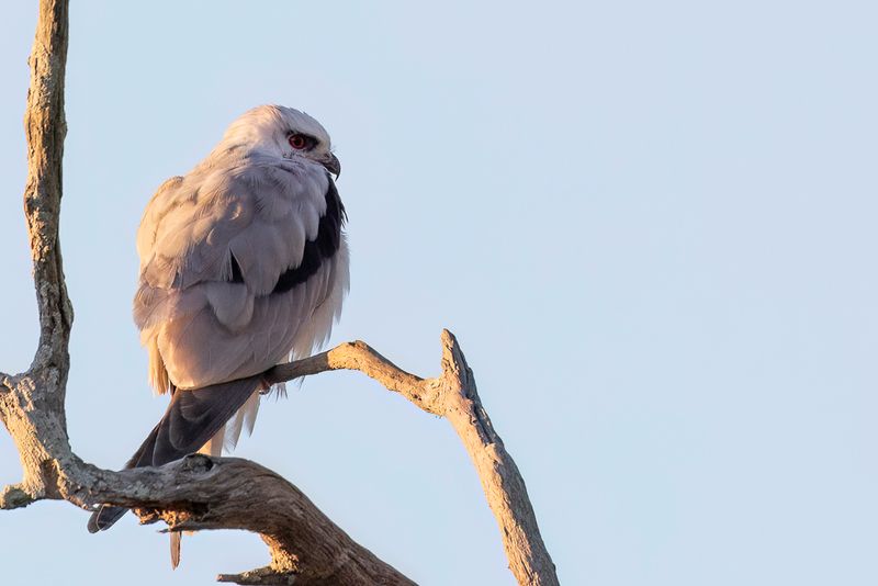 Black-shouldered Kite - Australische Grijze Wouw - lanion dAustralie