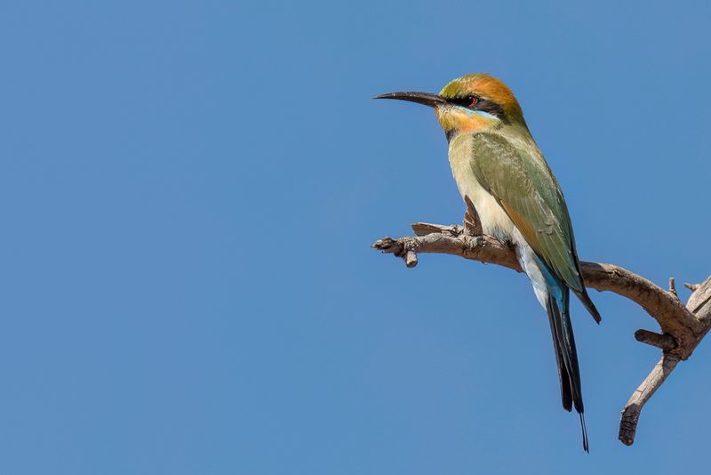Rainbow Bee-eater - Regenboogbijeneter - Gupier arc-en-ciel