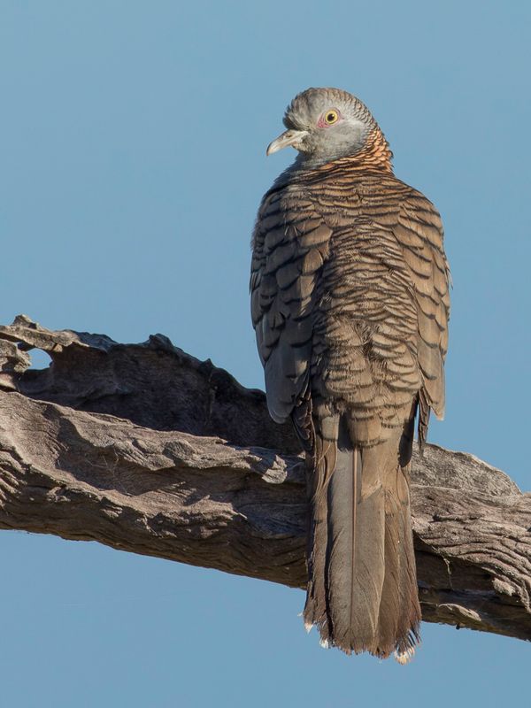 Bar-shouldered Dove - Roodnekzebraduif - Goplie  nuque rousse