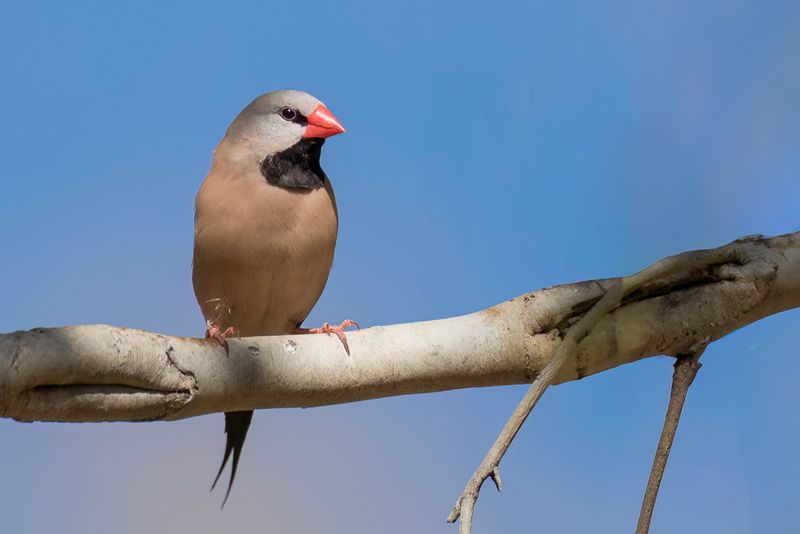 Long-tailed Finch - Spitsstaartamadine - Diamant  longue queue