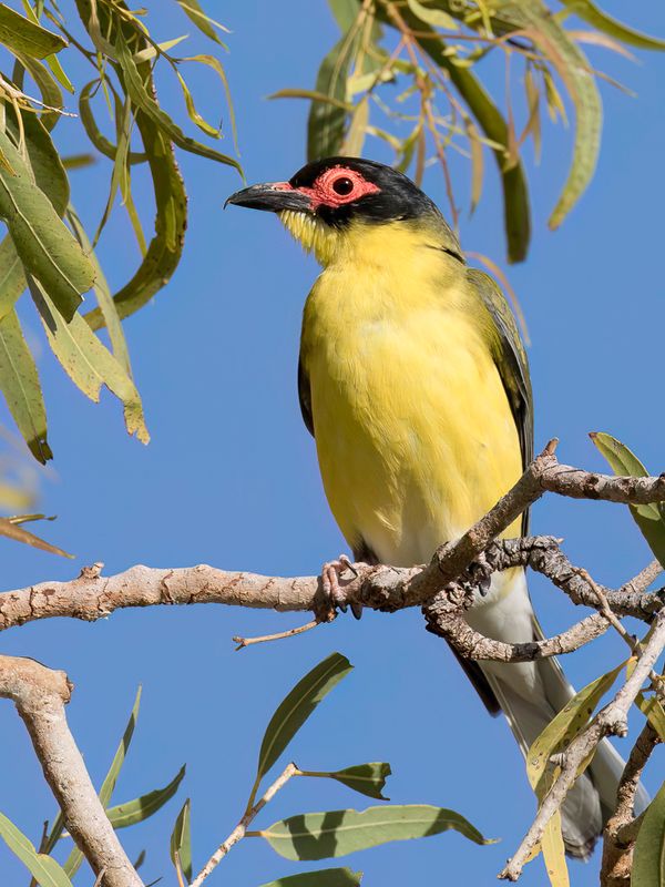 Australasian Figbird - Vieillots Vijgvogel - Sphcothre de Vieillot (m)