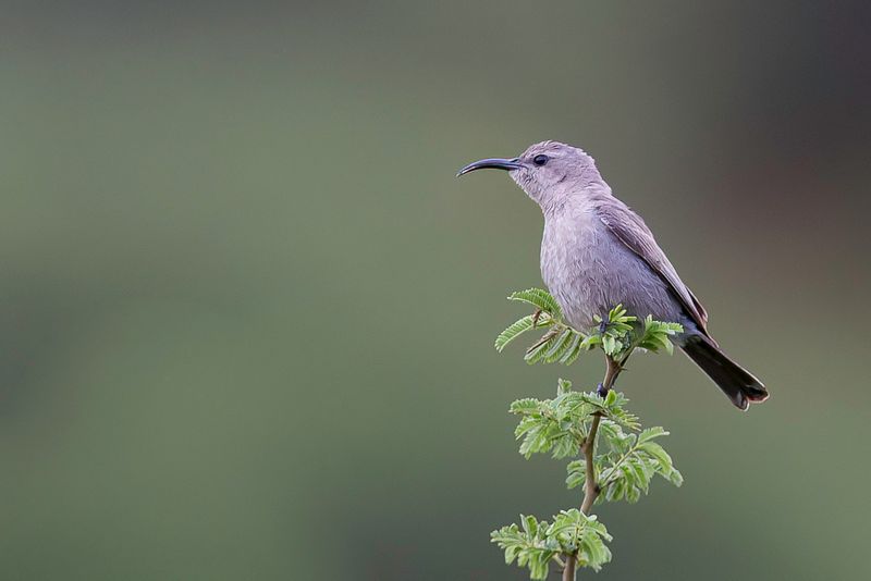 Shining Sunbird - Glanshoningzuiger - Souimanga brillant (f)