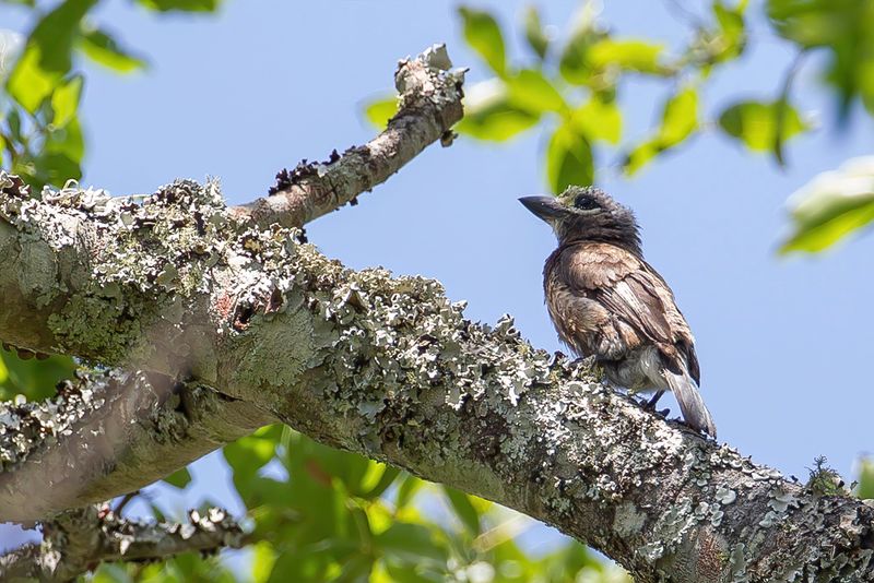 Whytes Barbet - Whytes Baardvogel - Barbican de Whyte