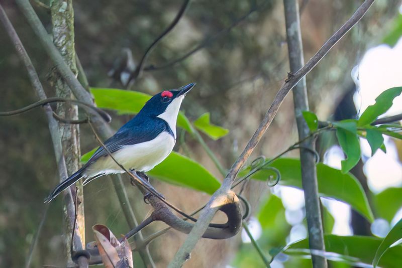 Black-throated Wattle-eye - Zwartkeellelvliegenvanger - Pririt  gorge noire