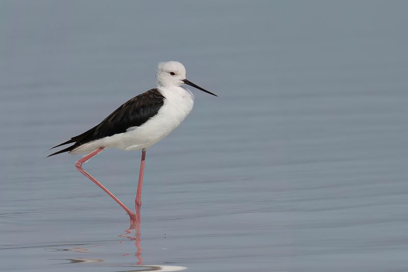 Black-winged Stilt - Steltkluut - chasse blanche