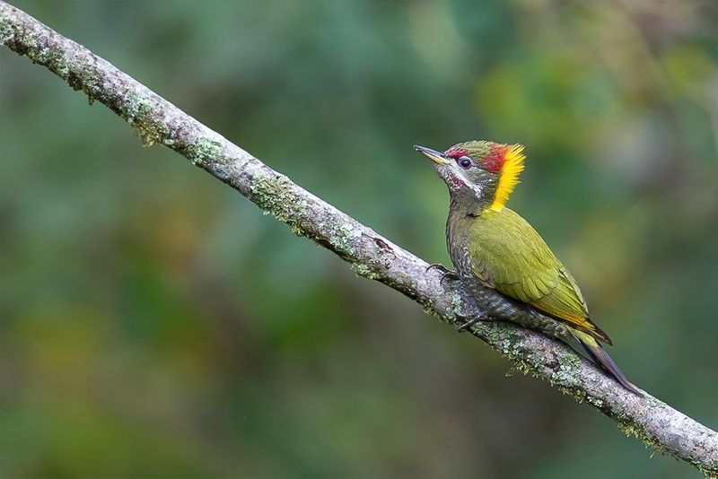 Lesser Yellownape - Kleine Geelkuifspecht - Pic  huppe jaune