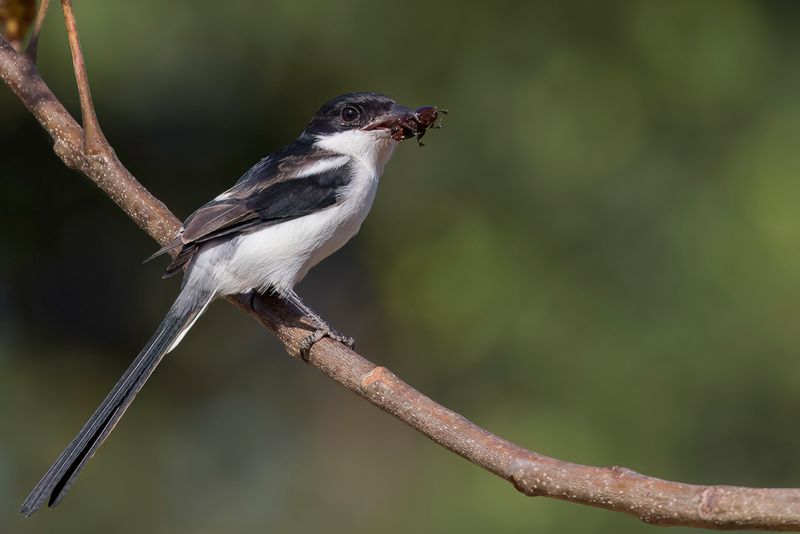 Birds of Guinea 2019/2020