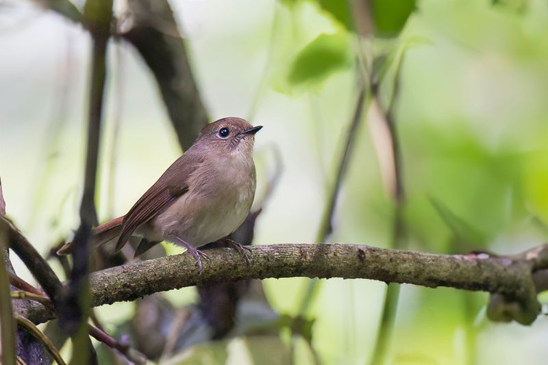 Slaty-blue Flycatcher - Leiblauwe Vliegenvanger Gobemouche bleu-ardoise (f)