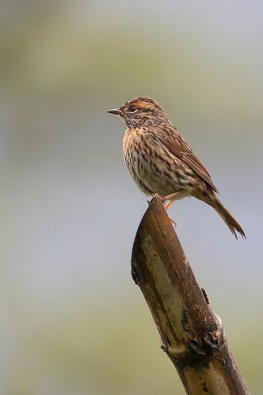 Rufous-breasted Accentor - Gestreepte Heggenmus - Accenteur  poitrine rousse
