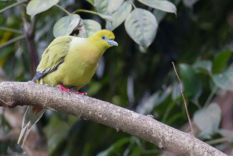 Pin-tailed Green Pigeon - Spitsstaartpapegaaiduif - Colombar  longue queue