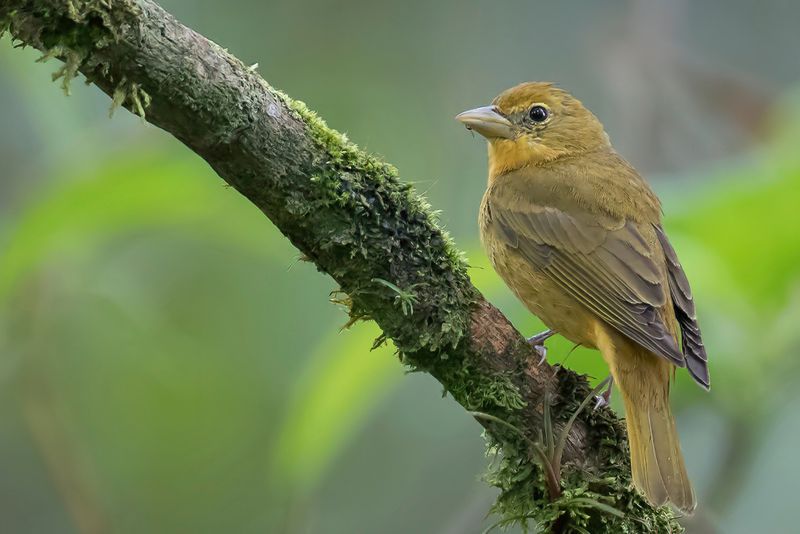 Summer Tanager - Zomertangare - Tangara vermillon (f)