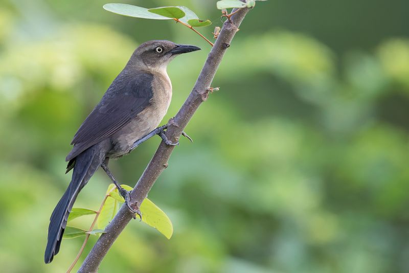 Nicaraguan Grackle - Nicaraguaanse Troepiaal - Quiscale du Nicaragua (f)