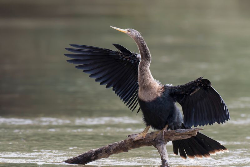 Anhinga - Amerikaanse Slangenhalsvogel - Anhinga dAmrique (f)