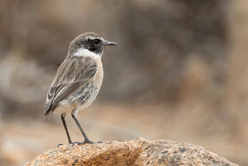 Canary Islands Stonechat - Canarische Roodborsttapuit - Tarier des Canaries (m)